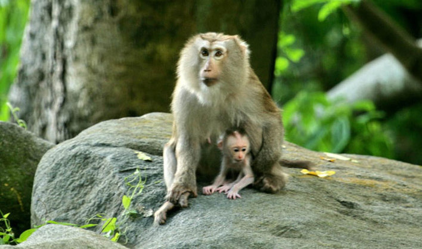 VQG Vu Quang tai tha nhieu dong vat hoang da: Toan loai quy hiem!-Hinh-6