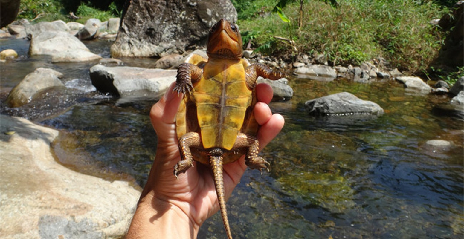 VQG Vu Quang tai tha nhieu dong vat hoang da: Toan loai quy hiem!-Hinh-9