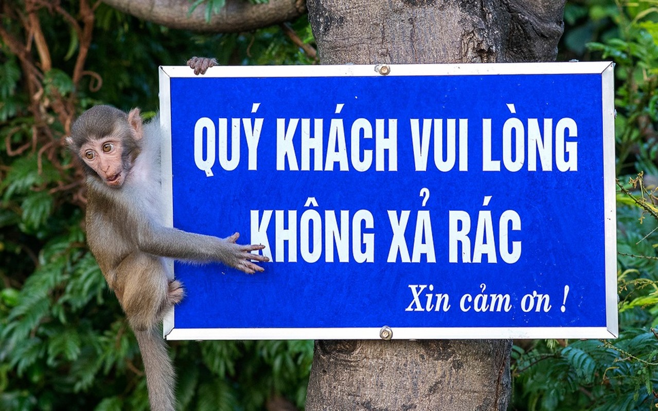 Loai khi vang tren dao Hon Tra quy hiem sao can bao ton gap?-Hinh-5