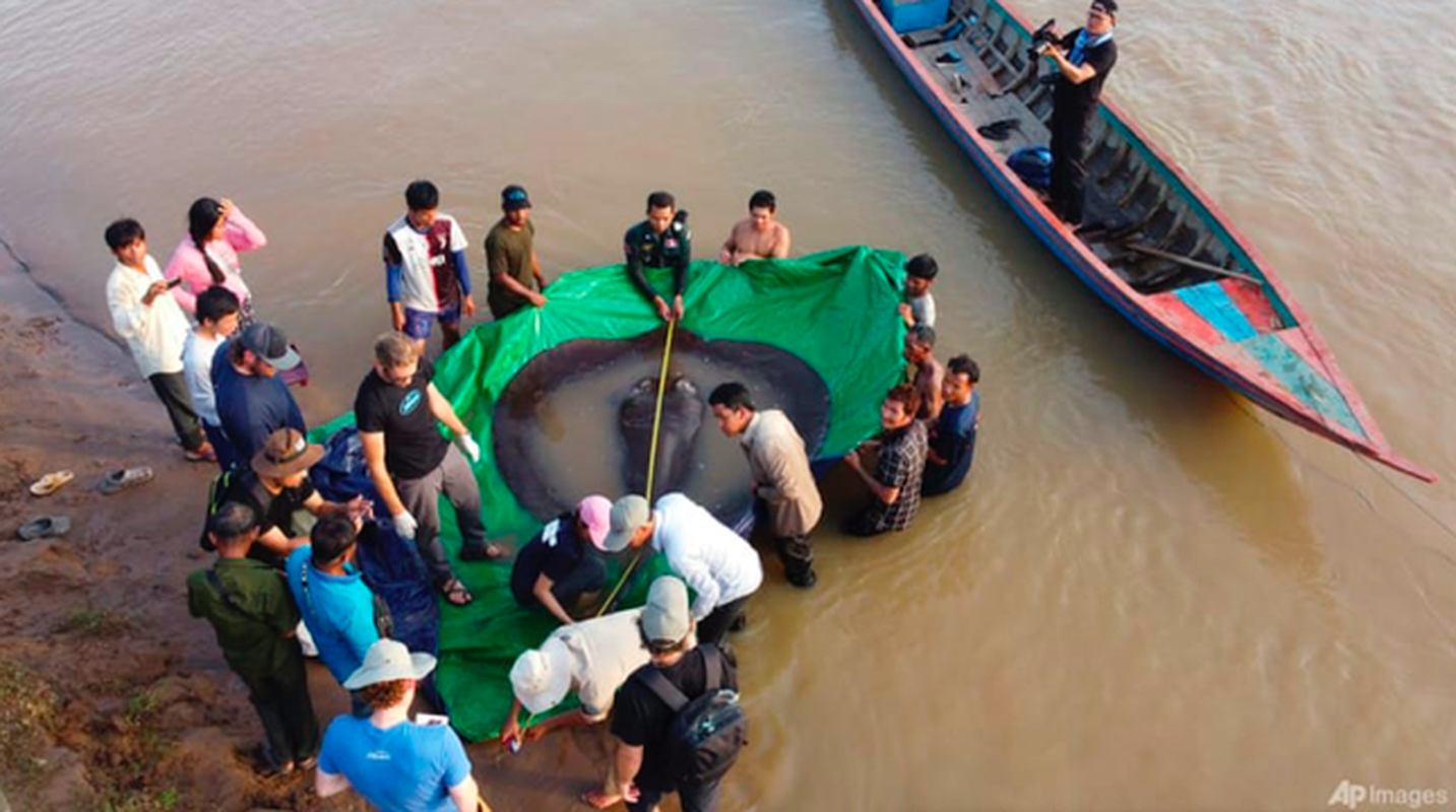 Tan muc ca duoi khong lo 300 kg dan vua bat duoc tren song Mekong-Hinh-2