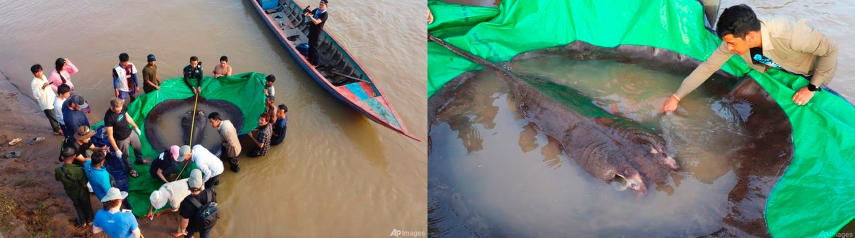 Tan muc ca duoi khong lo 300 kg dan vua bat duoc tren song Mekong-Hinh-3