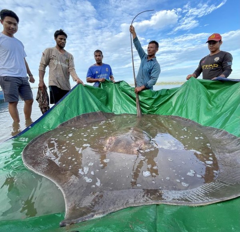 Tan muc ca duoi khong lo 300 kg dan vua bat duoc tren song Mekong-Hinh-4