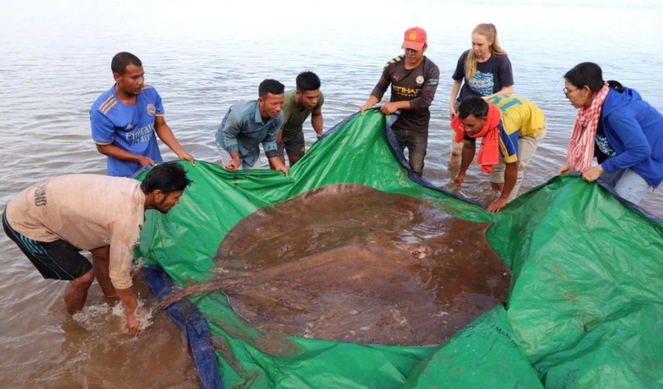 Tan muc ca duoi khong lo 300 kg dan vua bat duoc tren song Mekong-Hinh-5