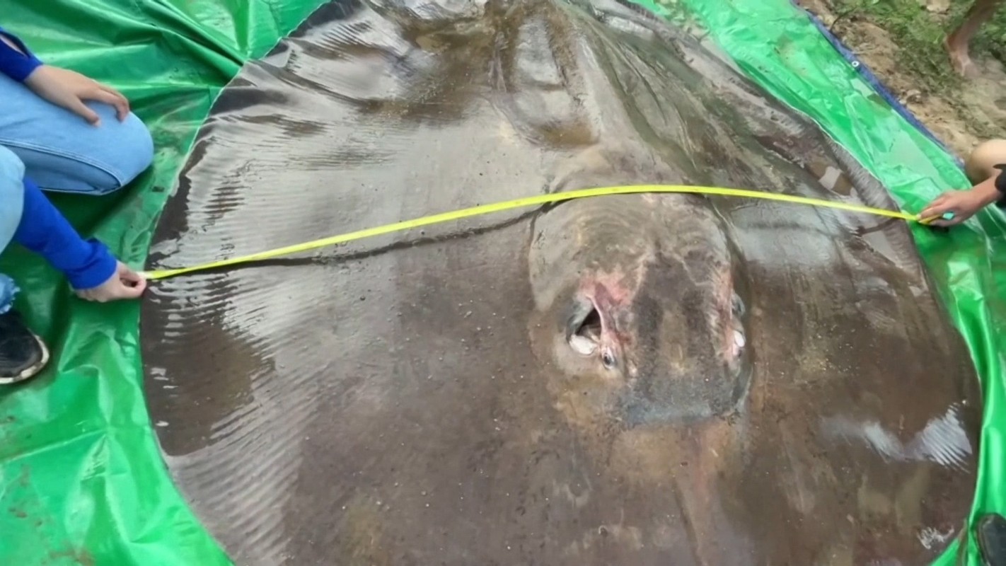 Tan muc ca duoi khong lo 300 kg dan vua bat duoc tren song Mekong-Hinh-6