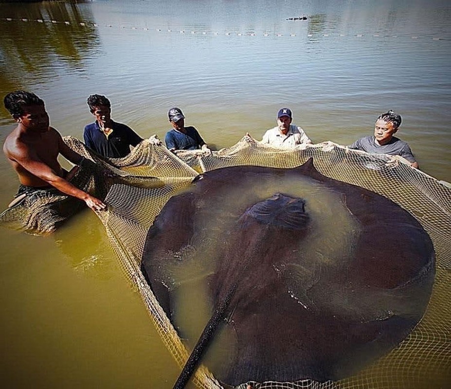 Tan muc ca duoi khong lo 300 kg dan vua bat duoc tren song Mekong-Hinh-9