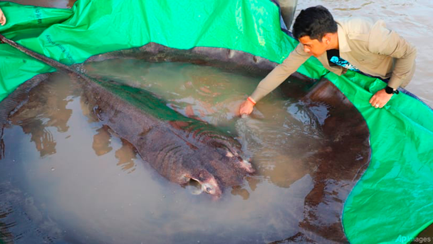 Tan muc ca duoi khong lo 300 kg dan vua bat duoc tren song Mekong