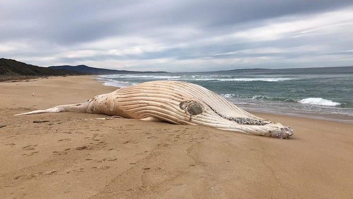 Ca voi lung gu trang dat vao bai bien Australia: Loai cuc hiem!-Hinh-3