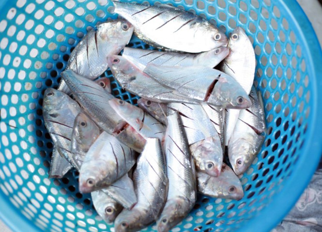 Loai ca “nha ngheo” truoc khong ai an, nay thanh dac san 120.000 dong/kg-Hinh-2