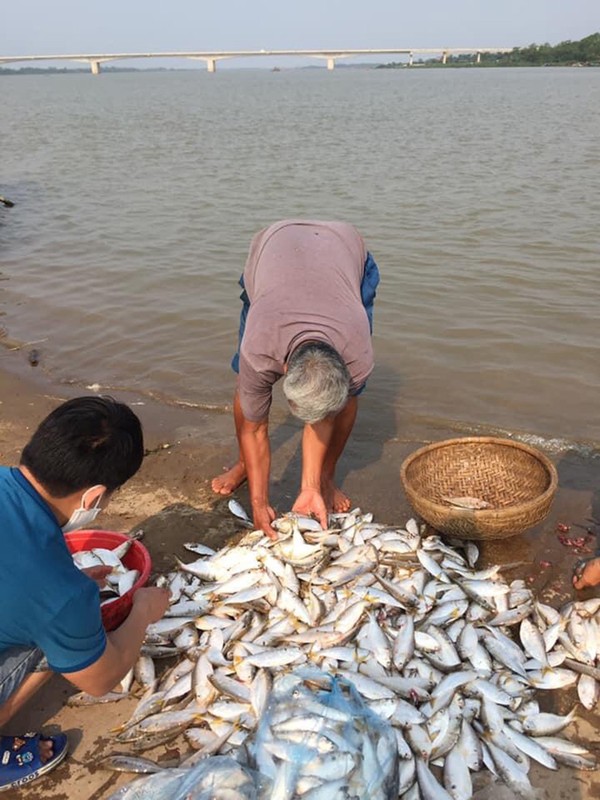 Loai ca “nha ngheo” truoc khong ai an, nay thanh dac san 120.000 dong/kg-Hinh-5