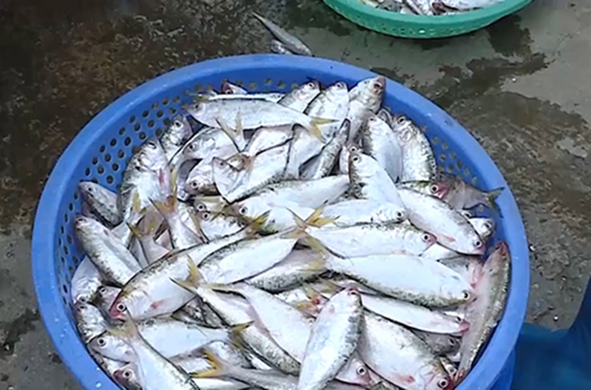 Loai ca “nha ngheo” truoc khong ai an, nay thanh dac san 120.000 dong/kg-Hinh-6