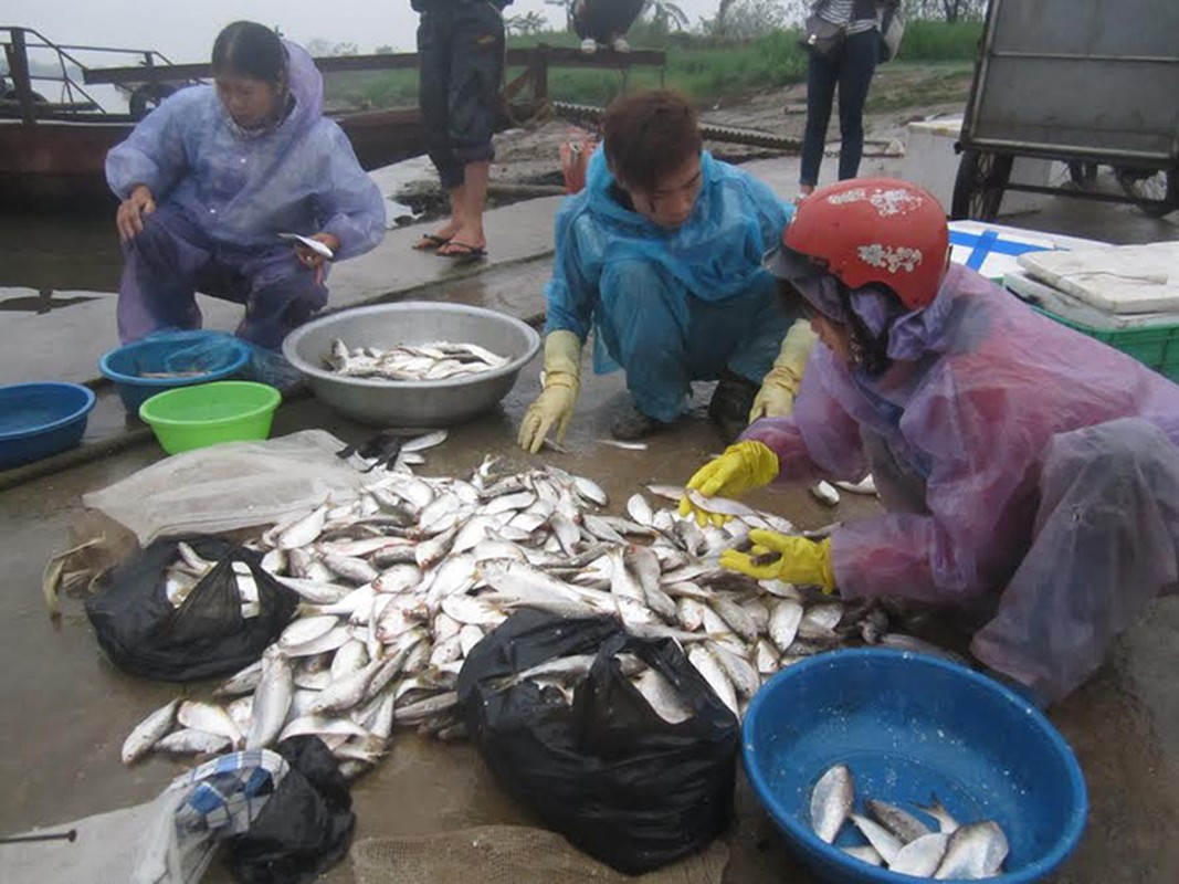 Loai ca “nha ngheo” truoc khong ai an, nay thanh dac san 120.000 dong/kg-Hinh-7