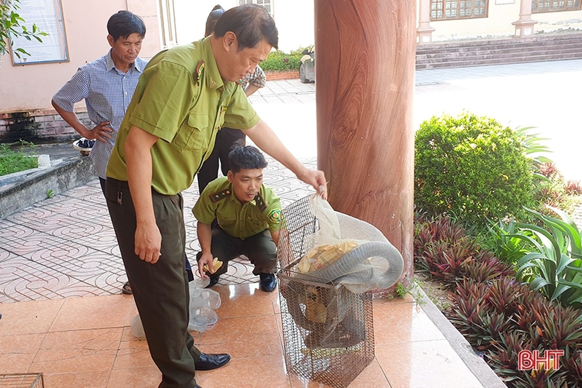 Vuon Quoc gia Vu Quang tiep nhan ran ho mang chua: Loai cuc hiem!-Hinh-4