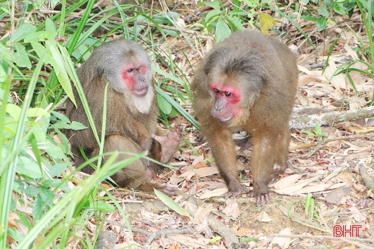 VQG Vu Quang tai tha 30 dong vat hoang da: Toan loai hiem!-Hinh-3