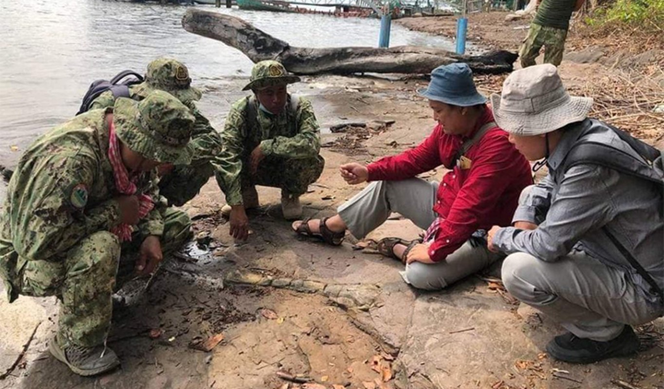 Kinh ngac quai thu khong lo 190 trieu tuoi lo dien o Campuchia-Hinh-3