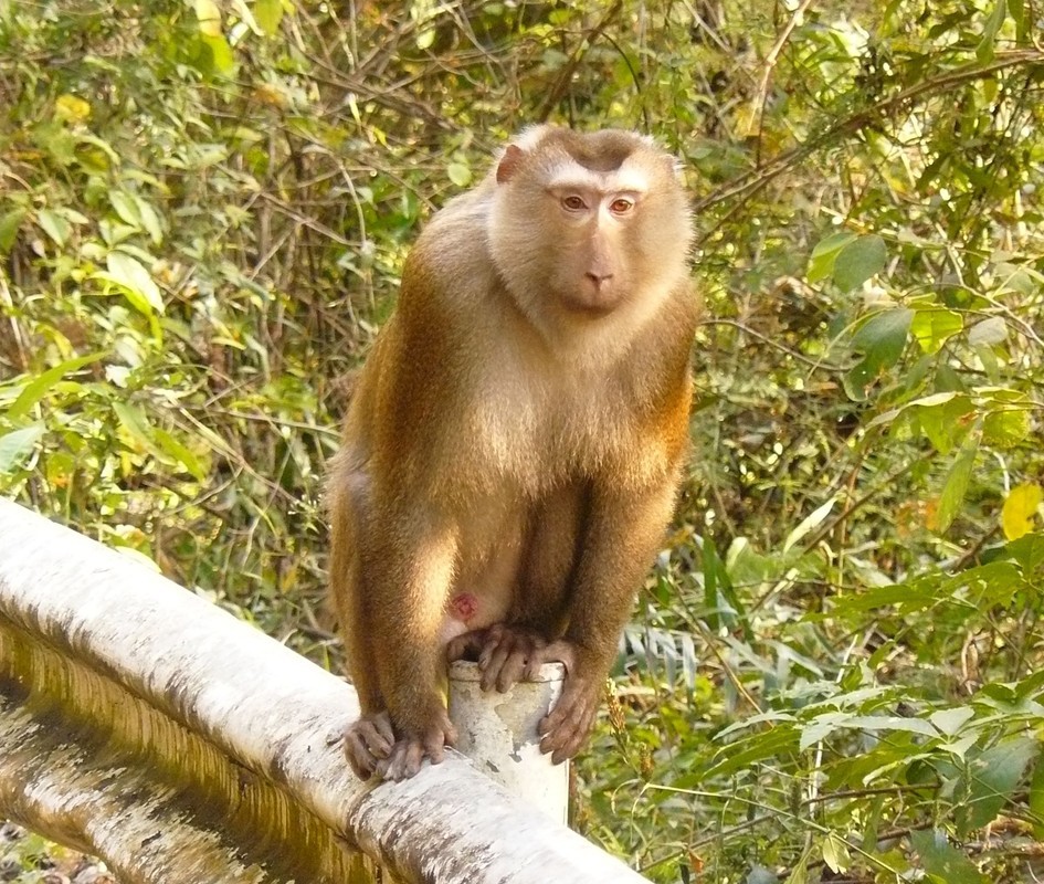 Nuoi con nay lam thu cung, 6 nam sau nhan ra la... dong vat hiem-Hinh-4