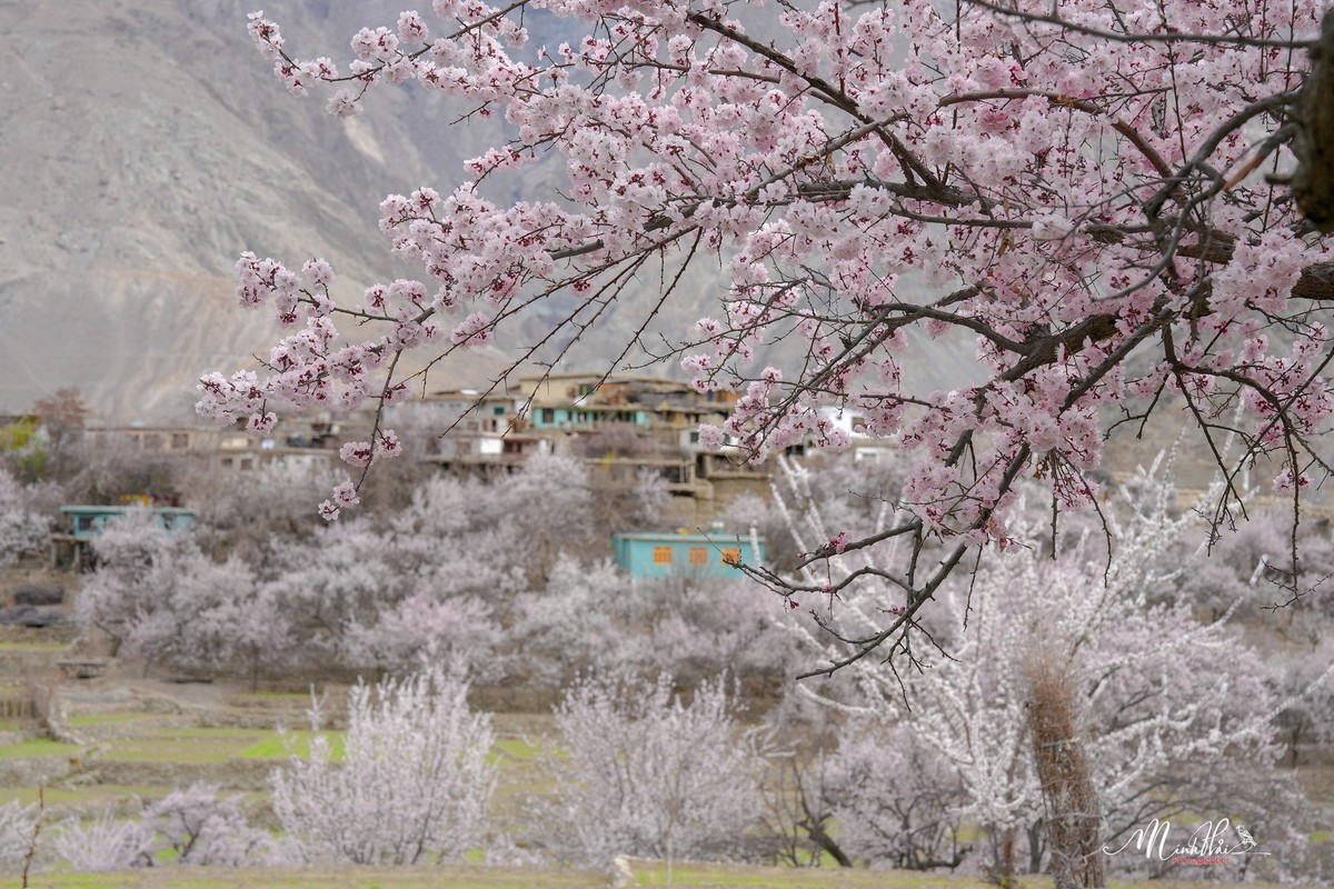 Thien duong hoa ruc ro, nen tho giua thung lung Hunza-Hinh-4