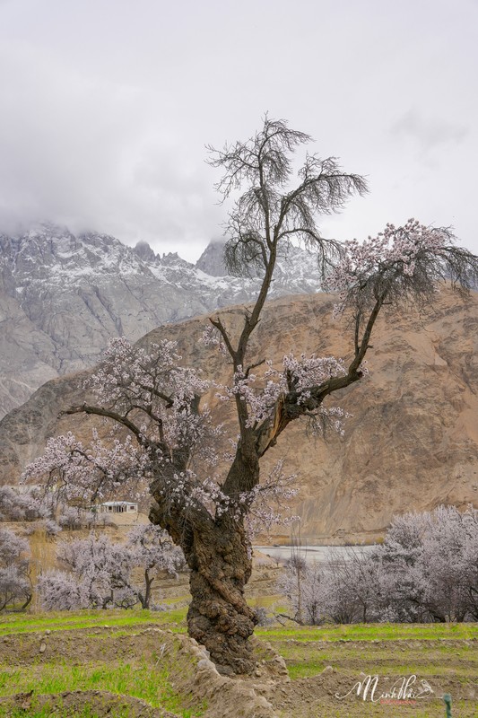 Thien duong hoa ruc ro, nen tho giua thung lung Hunza-Hinh-6