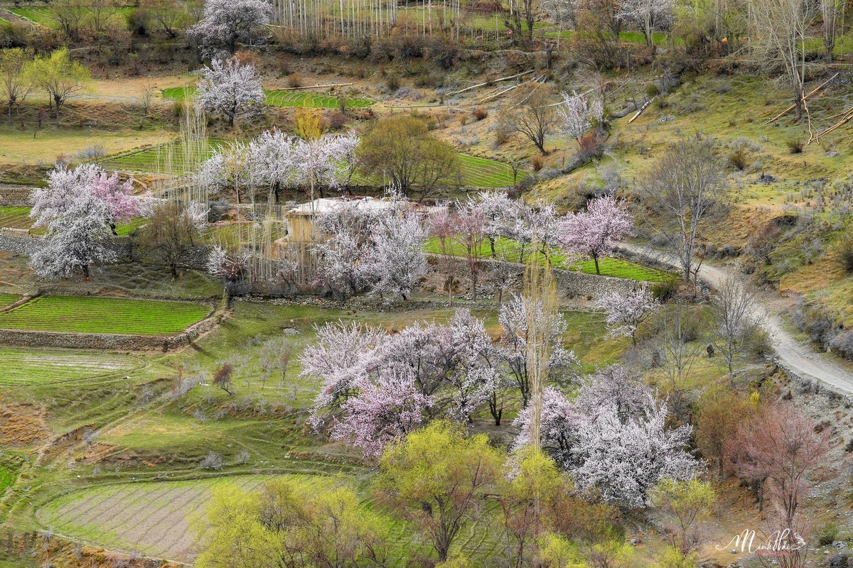 Thien duong hoa ruc ro, nen tho giua thung lung Hunza-Hinh-7