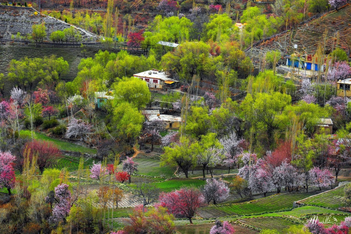 Thien duong hoa ruc ro, nen tho giua thung lung Hunza-Hinh-9