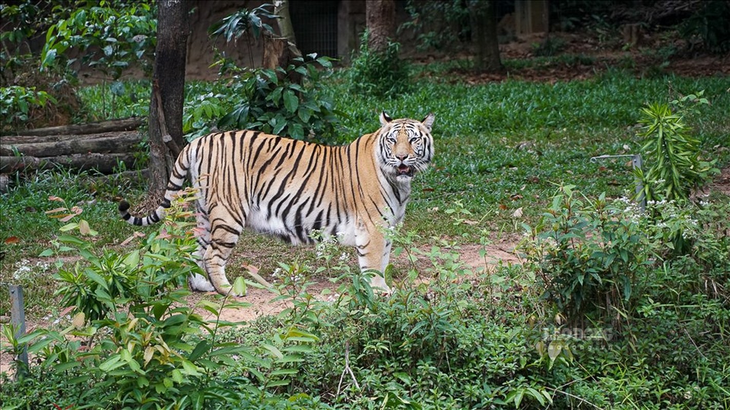 2 ho con Bengal Thao Cam Vien quy hiem sao duoc “nang nhu trung”?-Hinh-9