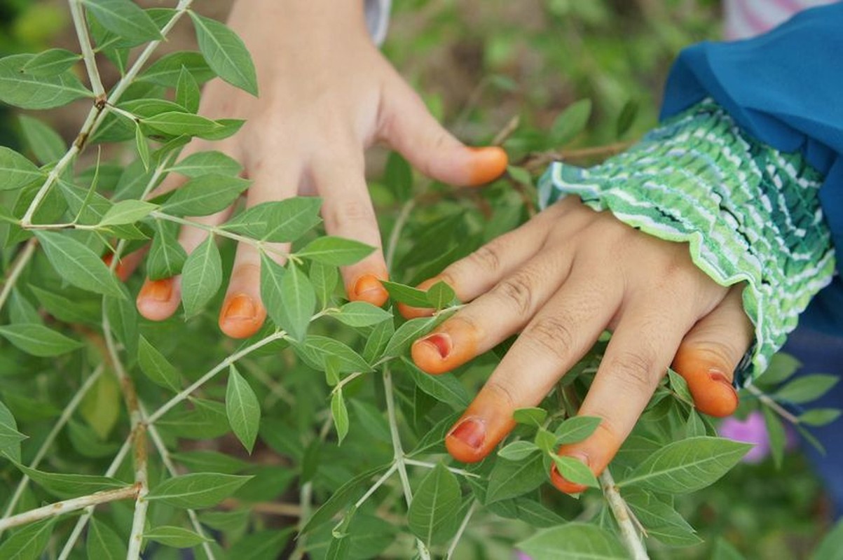 Vi sao nguoi Viet co tuc nhuom mong tru ta dip Tet Doan Ngo?-Hinh-9