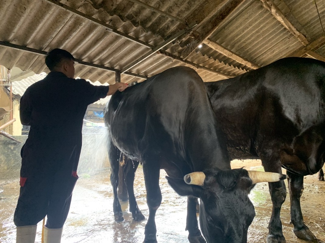 Cho vit nam dieu hoa, nghe nhac va muon chieu nuoi dong vat cuc di-Hinh-8