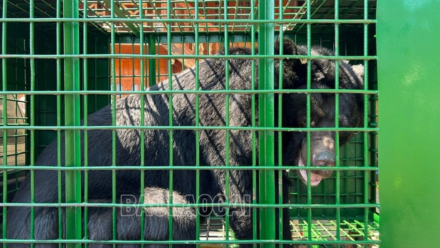 Nguoi dan Lao Cai hien tang ca the gau ngua 150 kg: Loai cuc hiem!