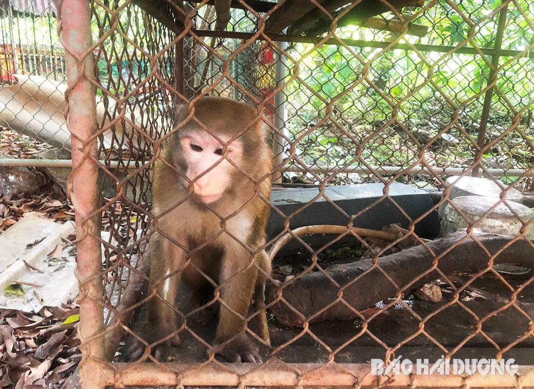 Ban giao khi hiem ve VQG Vu Quang: Loai “quy nhu vang” o Viet Nam!