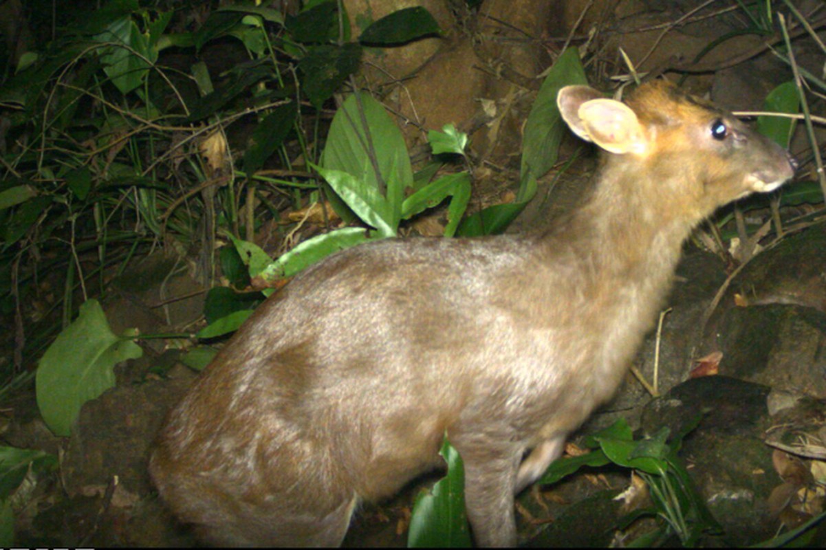 Dat bay anh, sung sot thay dong vat “quy nhu vang” o VQG Vu Quang-Hinh-6