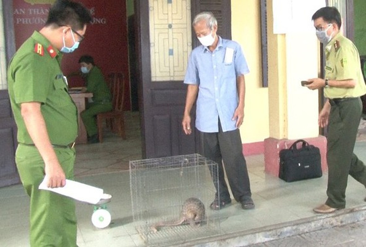 Sung sot loat anh te te vang cong con tren lung o Quang Nam-Hinh-6