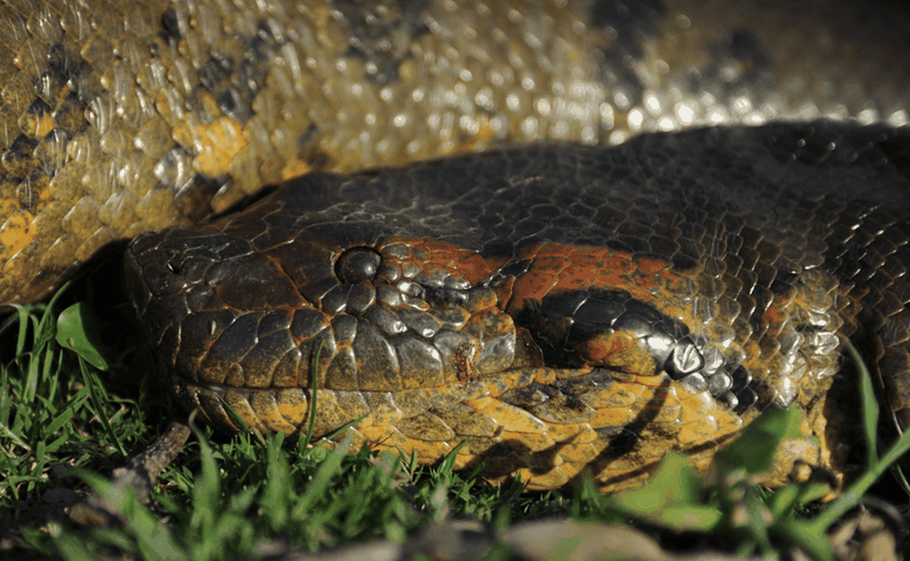 Tan muc tran Anaconda khung 200 kg bat ngo lo dien o Amazon-Hinh-10