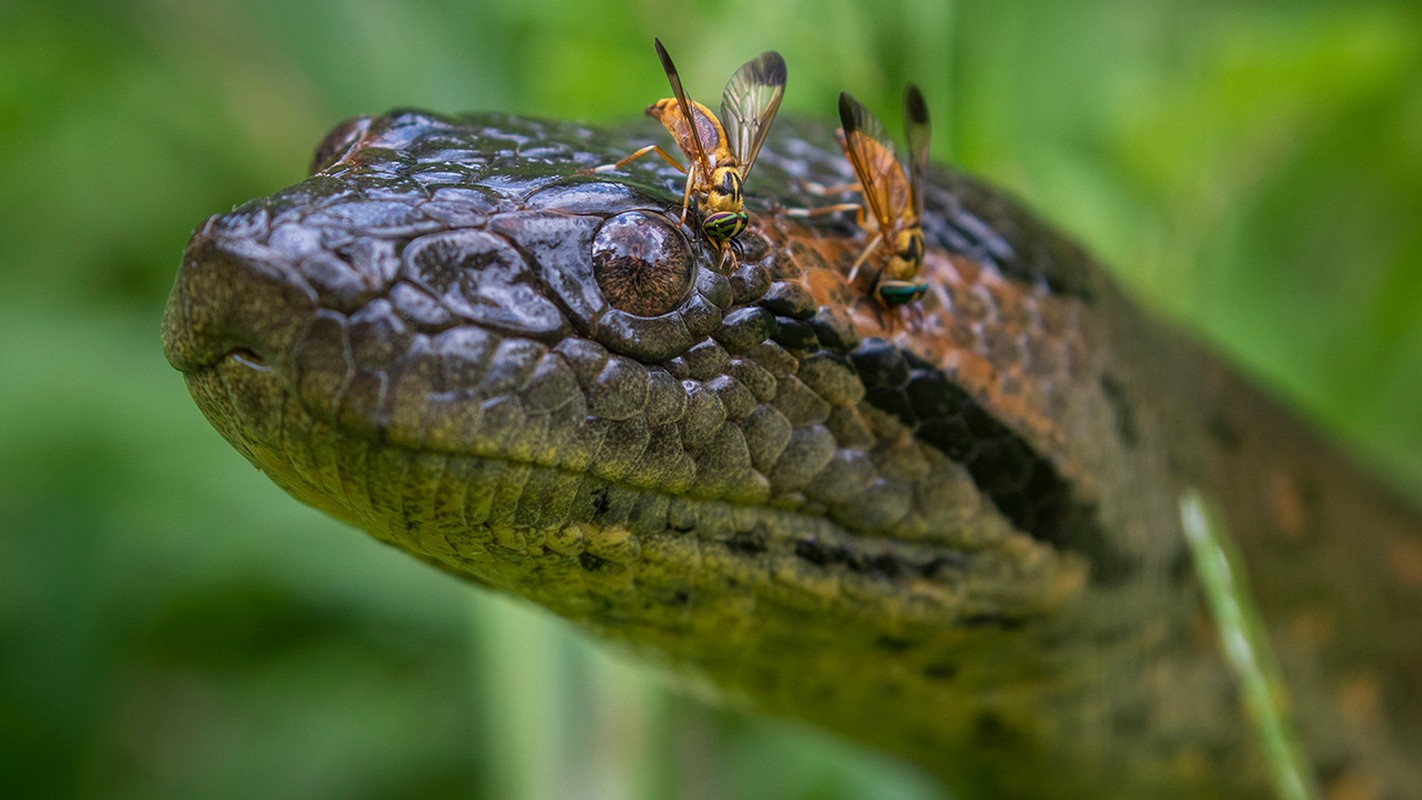 Tan muc tran Anaconda khung 200 kg bat ngo lo dien o Amazon-Hinh-9