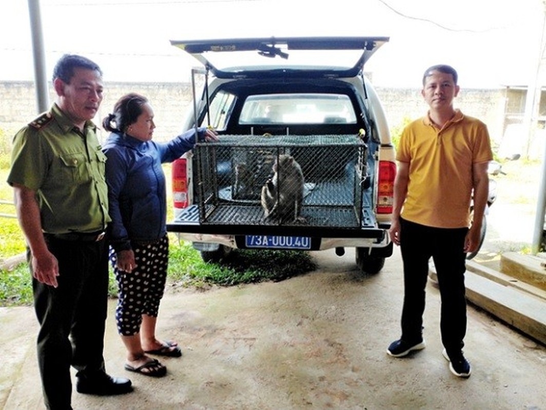 3 con khi dua ve Vuon quoc gia Phong Nha la loai nguy cap-Hinh-2