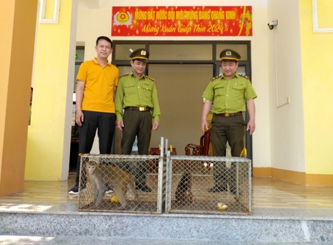 3 con khi dua ve Vuon quoc gia Phong Nha la loai nguy cap