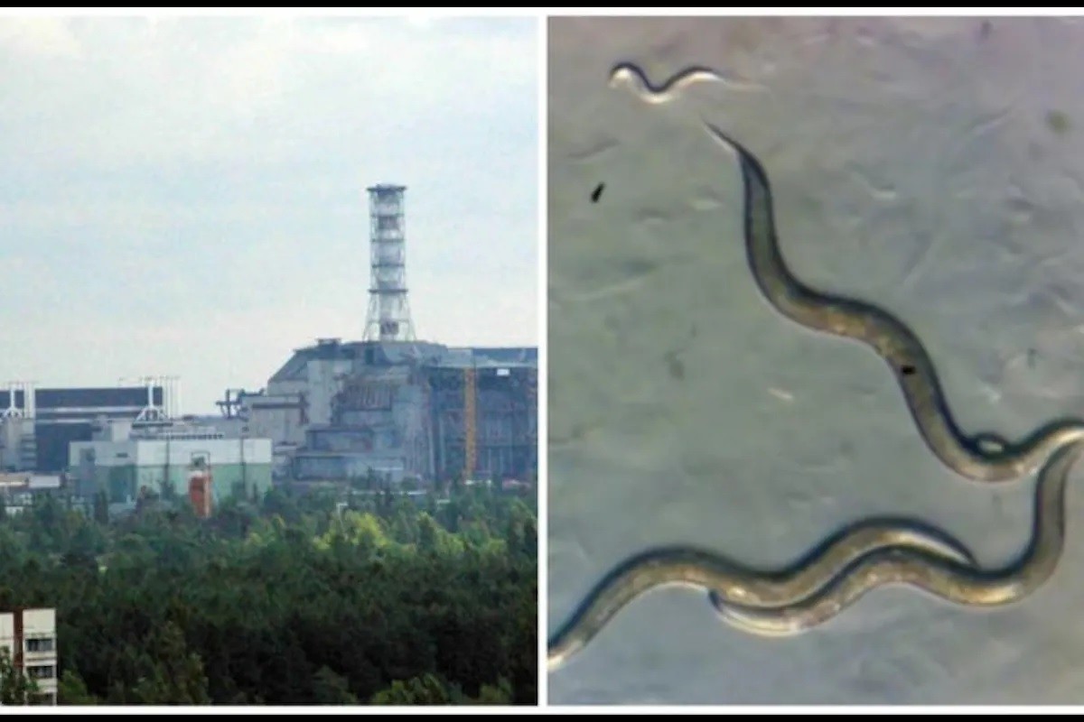 View - 	Giật mình quái vật miễn nhiễm phóng xạ ở cấm địa Chernobyl