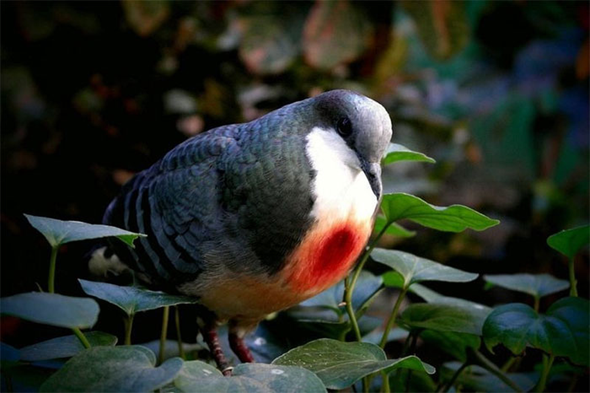 Chim “ua mau” giua nguc va nhung loai chim doc la-Hinh-3