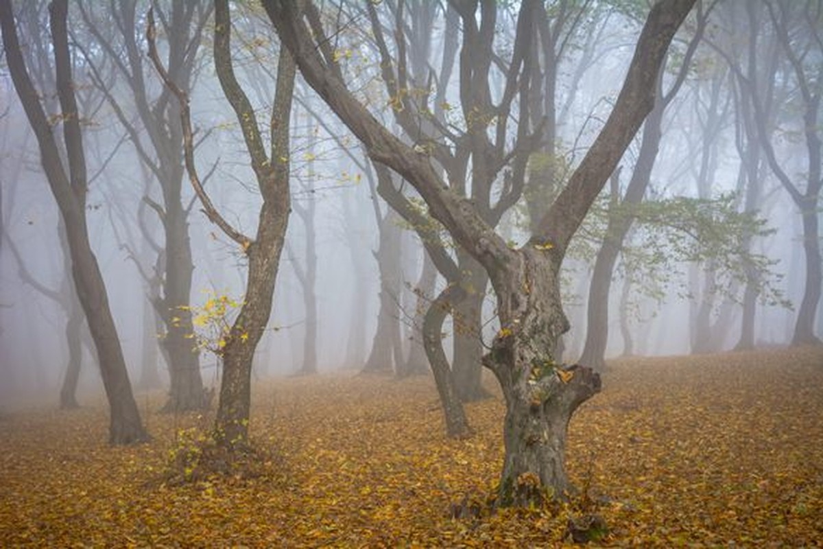 Top diem den rung ron nhat hanh tinh, chi nghe cung lanh song lung-Hinh-2