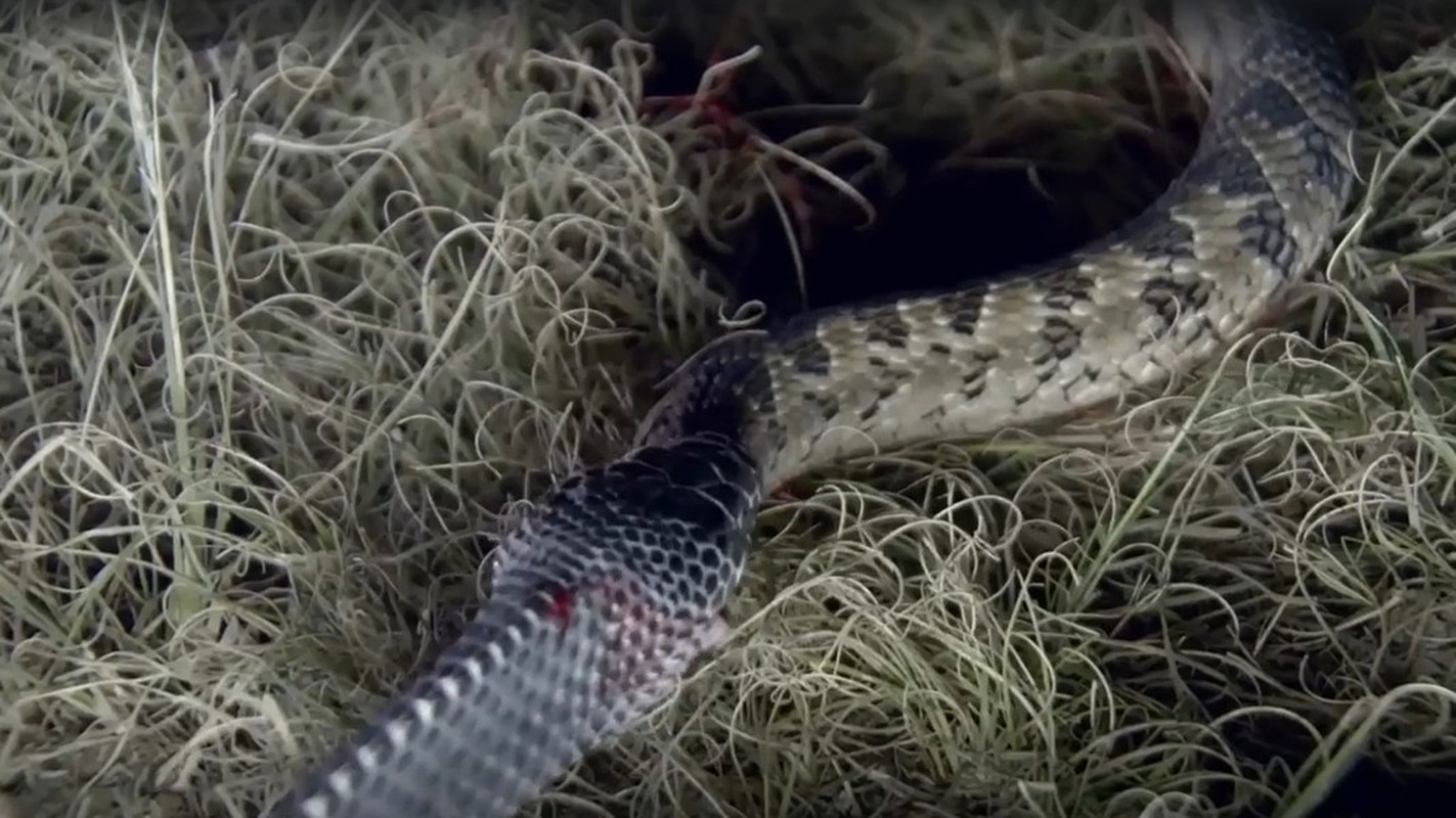 View - 	Loài rắn quái vật​ có thể xơi tái những con rắn cực độc