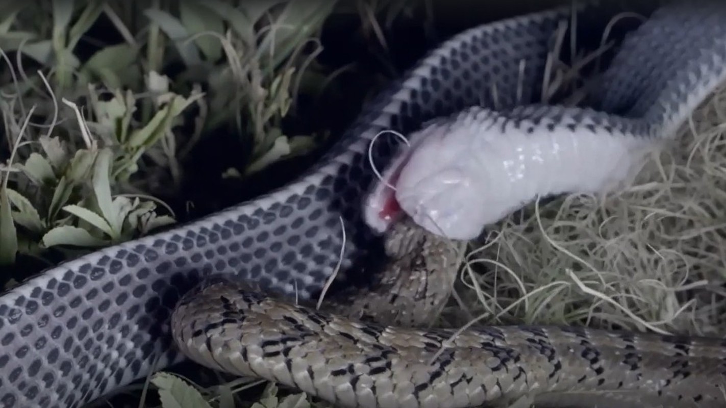View - 	Loài rắn quái vật​ có thể xơi tái những con rắn cực độc
