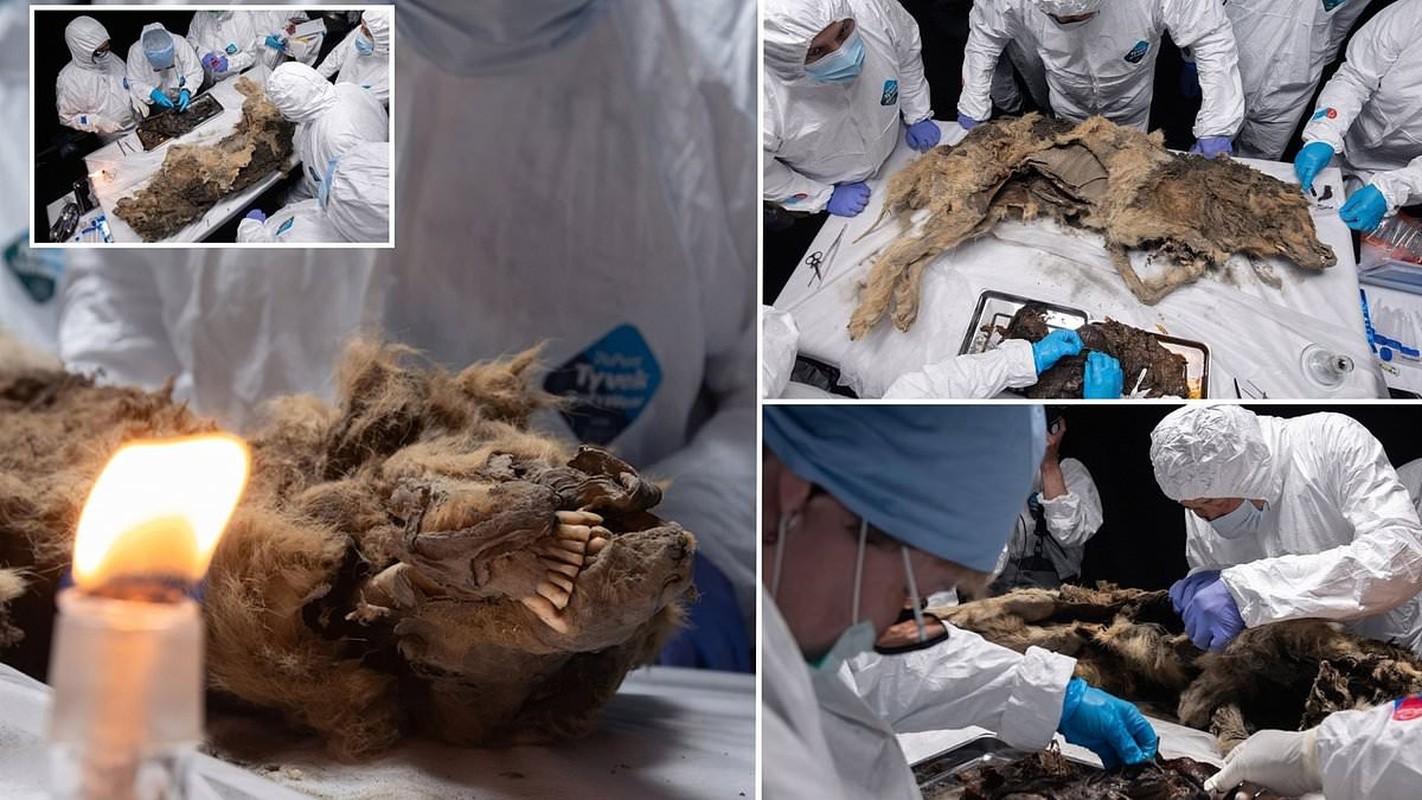 View - 	Tìm thấy xác chó sói 44000 tuổi chuyên gia thốt lên Hoàn mỹ