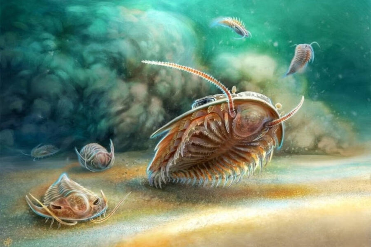 View - 	Kỳ thú hóa thạch bọ ba thùy hơn 500 triệu năm tuổi