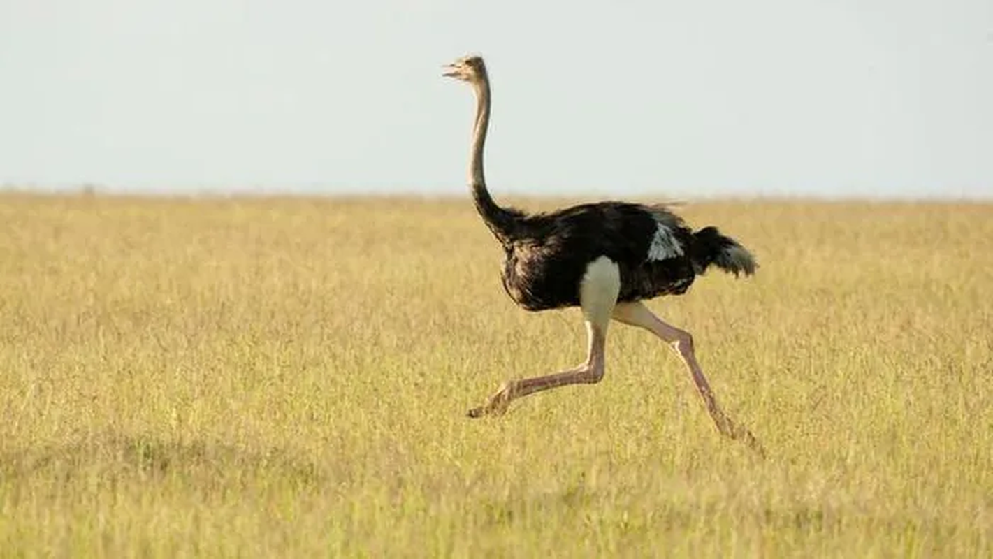 The fastest animals in the world-Picture-12