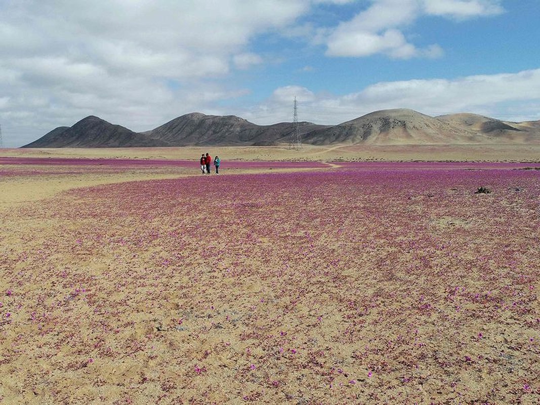 Hoa no bat thuong o sa mac Atacama-Hinh-10