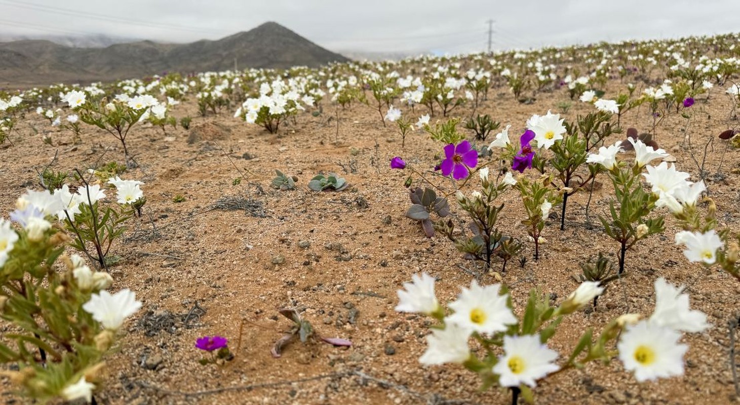 Hoa no bat thuong o sa mac Atacama-Hinh-2