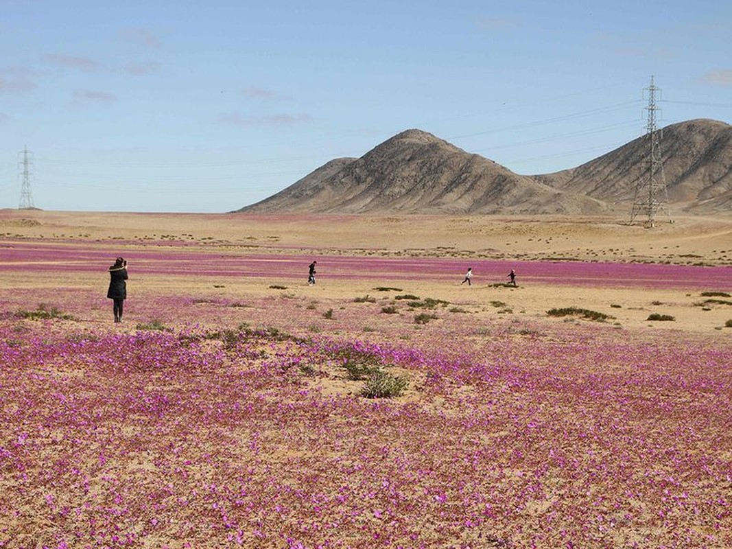 Hoa no bat thuong o sa mac Atacama-Hinh-5