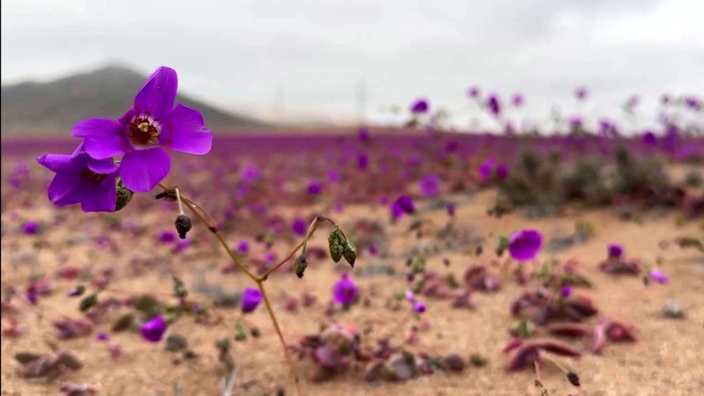 Hoa no bat thuong o sa mac Atacama-Hinh-6