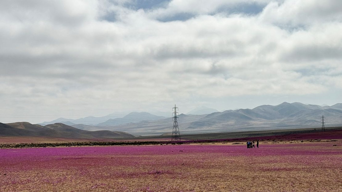 Hoa no bat thuong o sa mac Atacama-Hinh-7