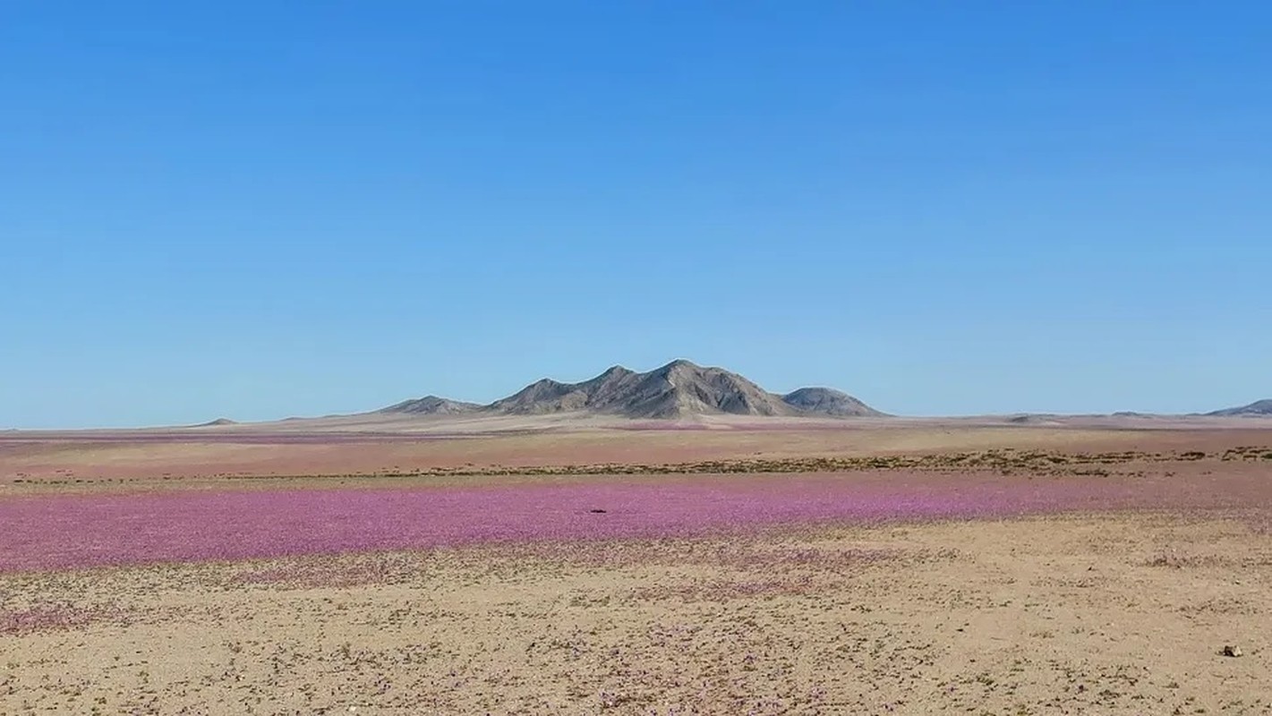 View - 	Những loài hoa khoe sắc ở sa mạc Atacama khô cằn