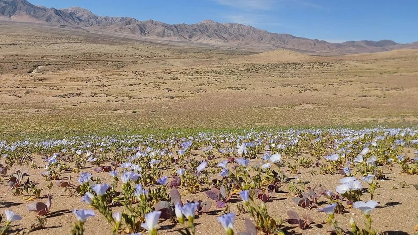 View - 	Những loài hoa khoe sắc ở sa mạc Atacama khô cằn