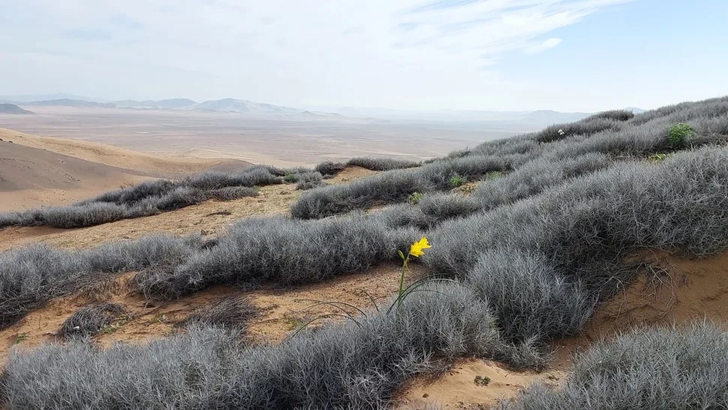 View - 	Những loài hoa khoe sắc ở sa mạc Atacama khô cằn